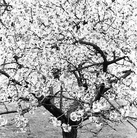 cherry-tree