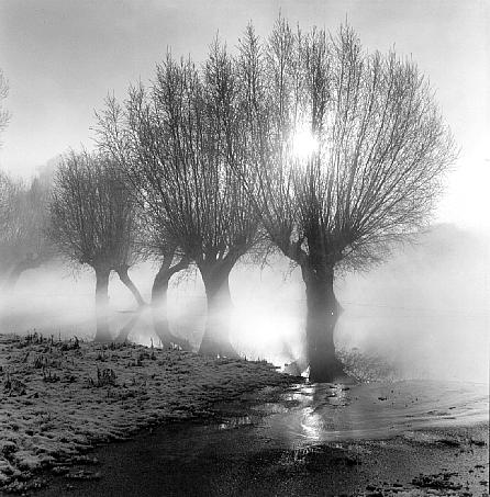 willows, wintermorning