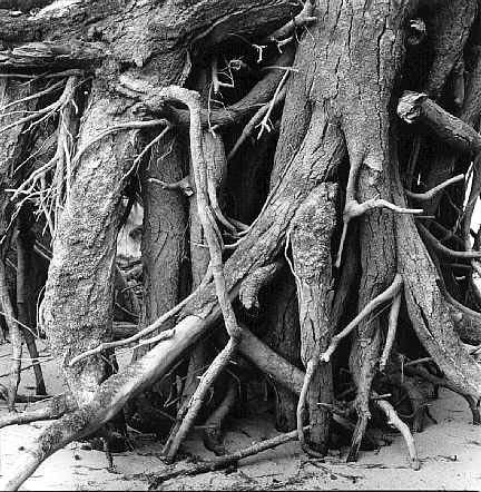 roots